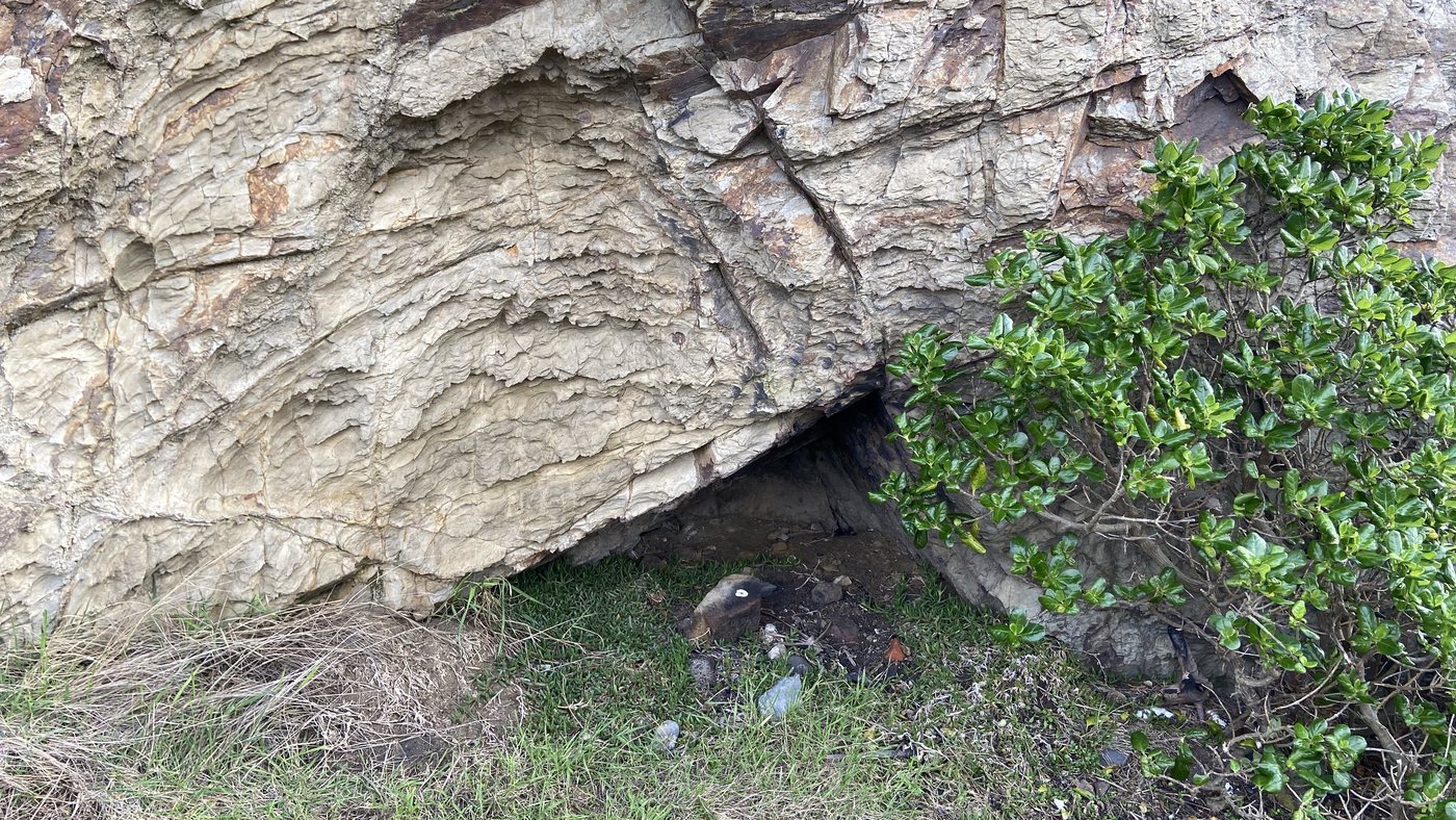 A cave mouth in a rock face, half hidden by foliage
