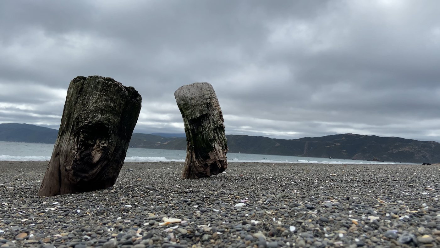 Driftwood logs standing on the beach at Seatoun